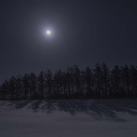 月明かりと樹影