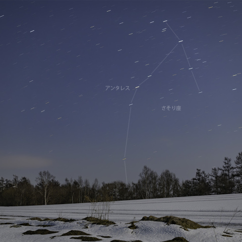 早春に昇るさそり座