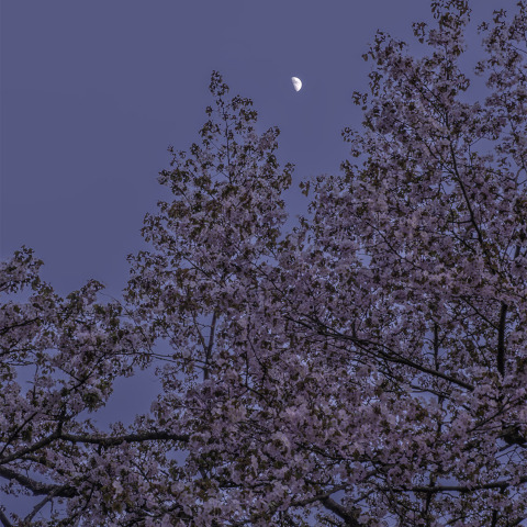 月齢7.6の月と桜.1