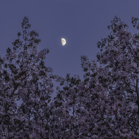 月齢7.6の月と桜.2