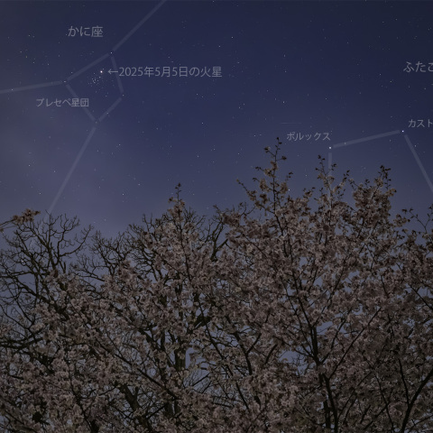 神楽岡公園の桜と火星・プレセペ星団