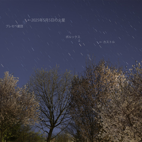 宮前公園の桜とプレセペ星団・火星