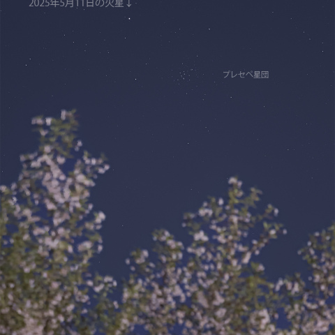 宮前公園の桜とプレセペ星団・火星(2025/05/11)
