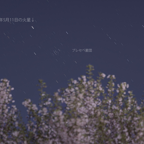 宮前公園の桜とプレセペ星団・火星(2025/05/11).2