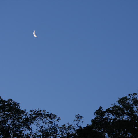 朝方の月 (月齢24.7)