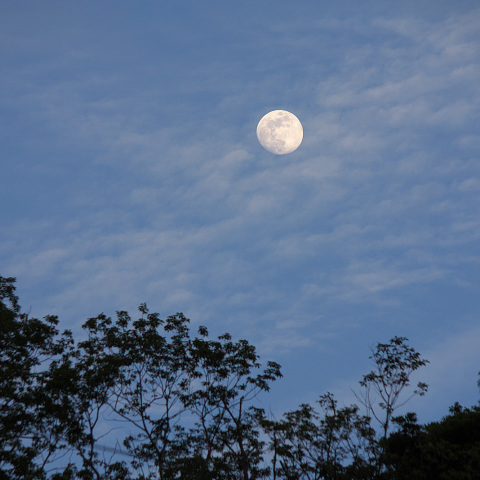 昇る月 (月齢11.9)