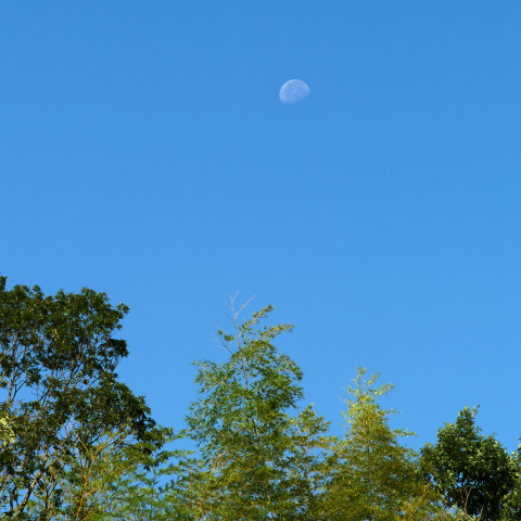 西空に傾いた月 (月齢19.8)