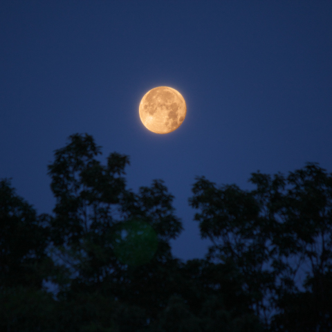 竹林に沈みゆく月（月齢15.4）