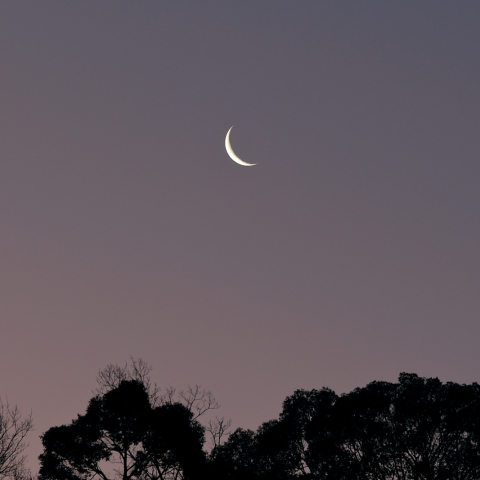 有明の月（月齢 26.5）