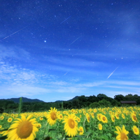 ペルセウス座流星群