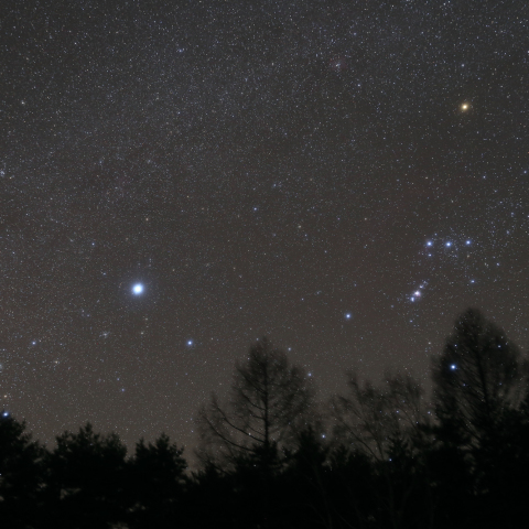 森の上を行くオリオンとおおいぬ