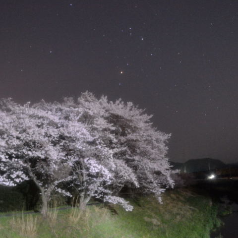 アンタレスと桜