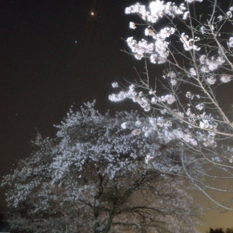 カセイ-スピカ-サクラ