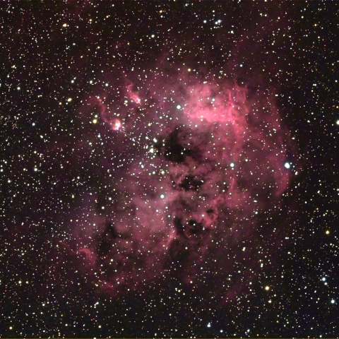 IC410　二匹のおたまじゃくし