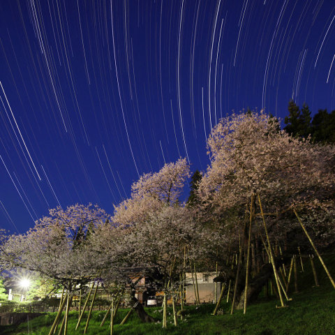 満天 臥龍桜