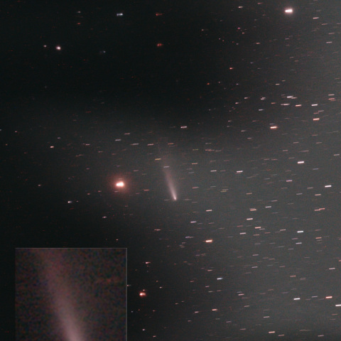 C/2025 K1 ATLAS 杉の木の合間から