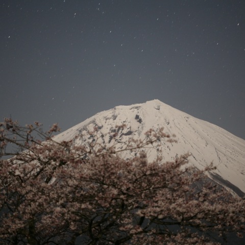 月夜の富士と桜