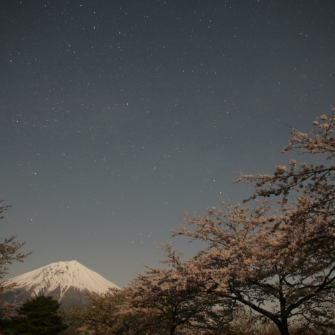 月夜の桜と富士