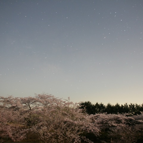 さそりと桜