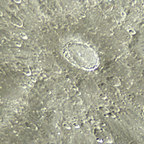 月　ティコ付近　2021/06/28