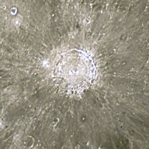 月　コペルニクス付近　2021/06/28