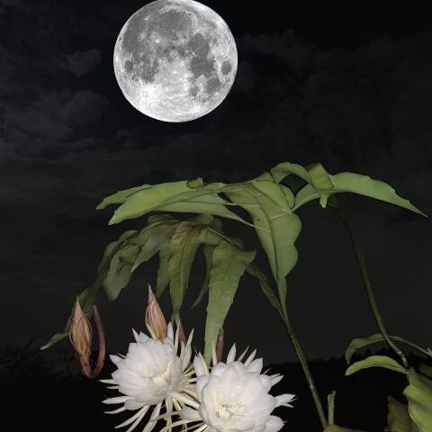 中秋の名月を待つ月下美人