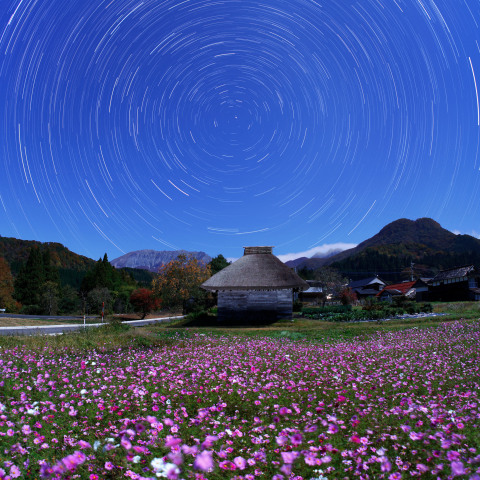 奥大山御机のコスモスと巡る北天の星