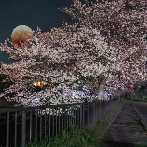 バーチャル・コラボ（2014_4_4桜＋2014_10_8皆既月食）