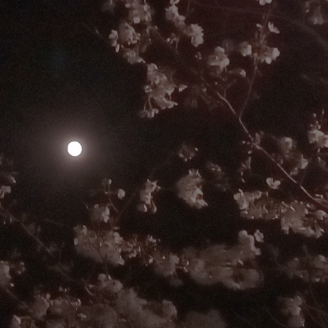 満月（ピンクムーン）