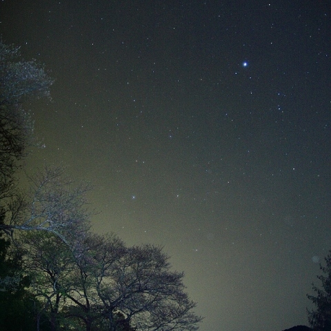 桜の上に夏の星座
