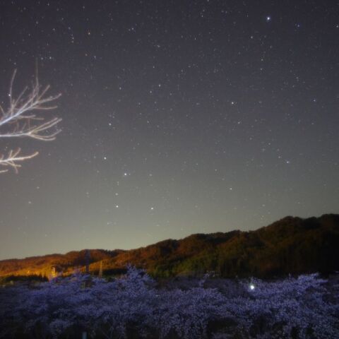 カシオペアの花見