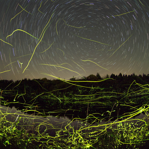 ホタルの群生と北天