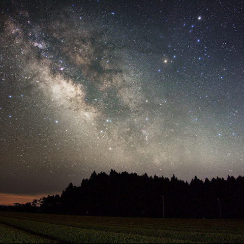お茶畑と天の川