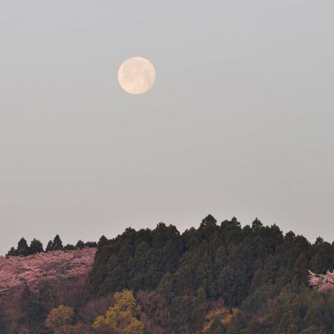 古城の桜に沈む月 2022/4/18