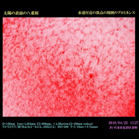 太陽の表面の八重桜　赤道付近の黒点の周囲のプロミネンス