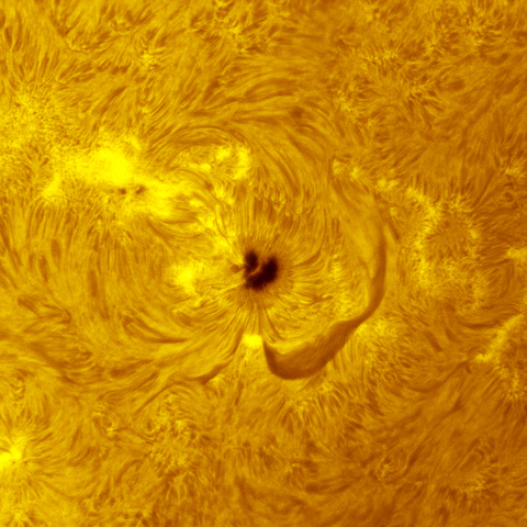 太陽黒点 Hα画像