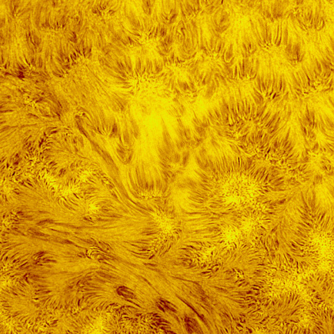 太陽彩層面 活動領域 20150801