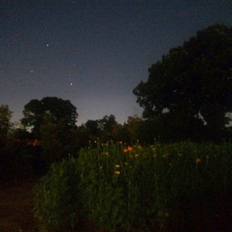 夏のマリーゴールドと過ぎ行く夏星