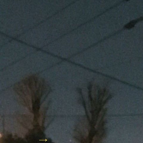 一年の計・長寿星 (カノープス)