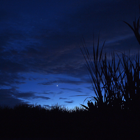 さとうきび畑と夕星