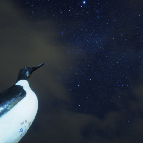 オロロン鳥が見つめる星空
