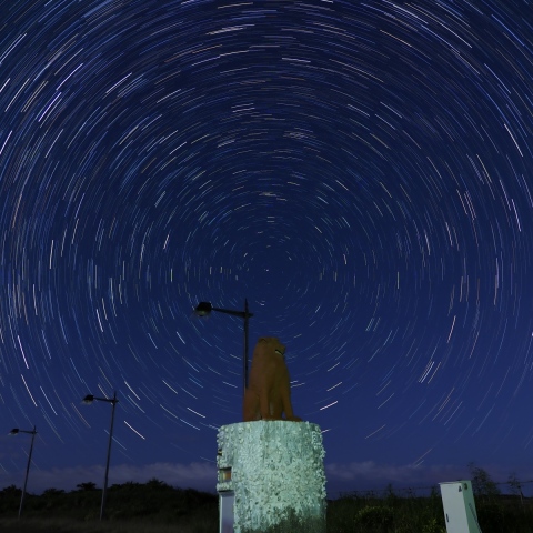 シーサーと北天