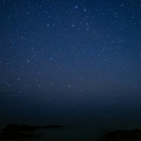 奄美大島のガクルックス