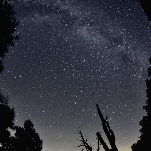 新暦七夕の天の川 : 夫婦樹と天上夫婦(ひこ星とおり姫星)