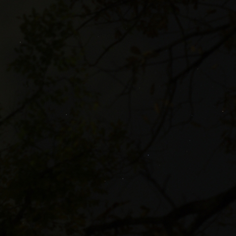 木の間からの皆既月食