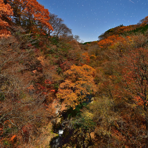 紅葉と流星