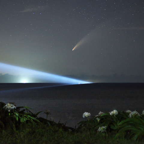 ネオワイズ彗星と浜木綿