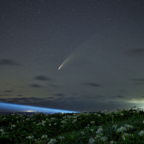 ネオワイズ彗星と浜木綿Ⅱ