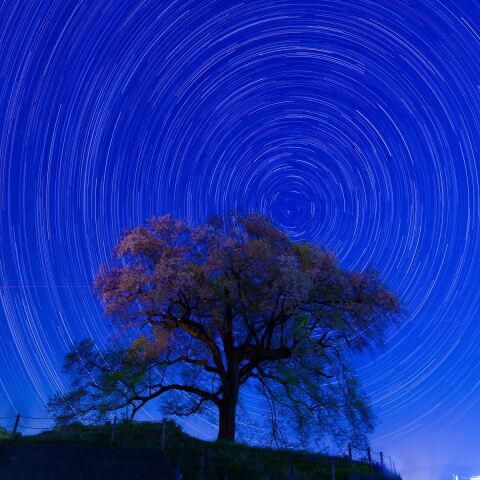 ワニ塚の桜と日周運動