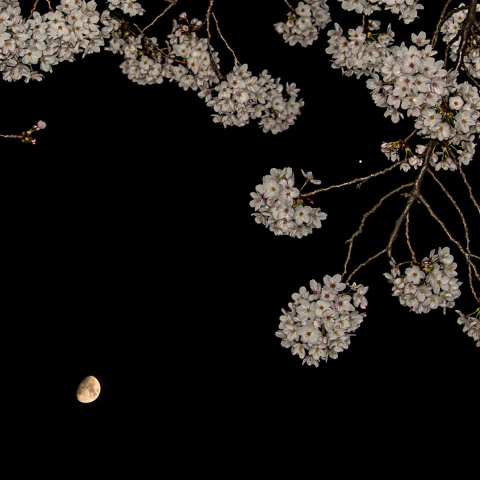 月と木星と桜